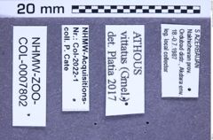 Etiketten zu Athous vittatus (Fabricius, 1792) (NHMW-ZOO-COL-0007802)